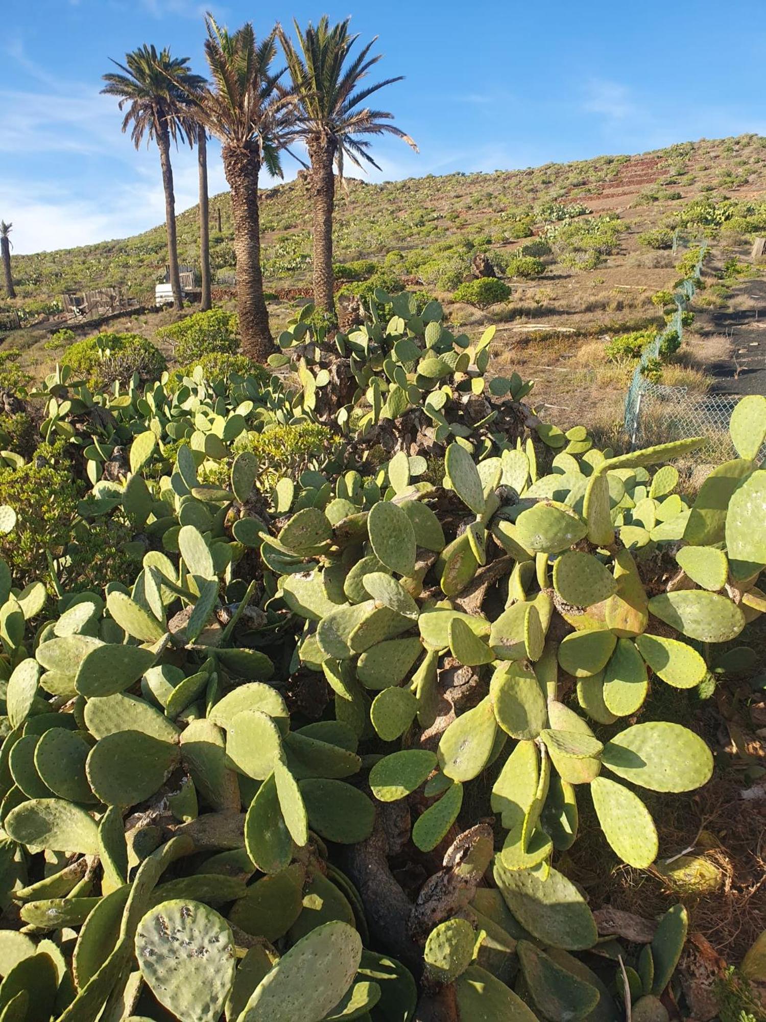 Casa La Tunera, Country House, Haria, Lanzarote Buitenkant foto